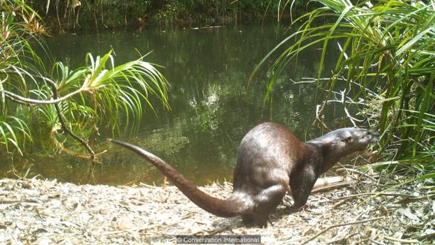 Flooded forests are an important habitat for hairy-nosed otters (Credit: credit: Conservation International)